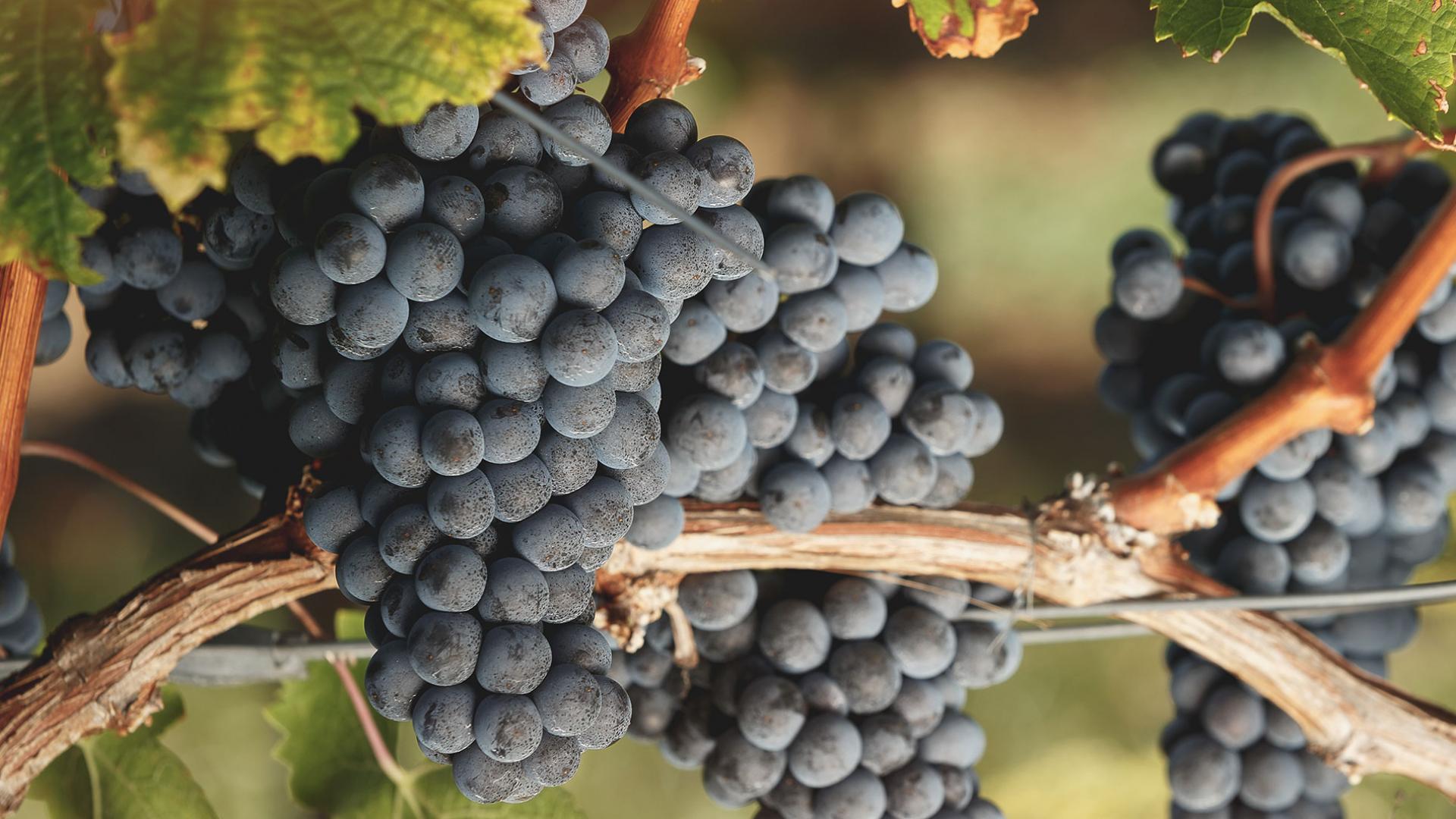 Cabernet Franc Cabernet Franc