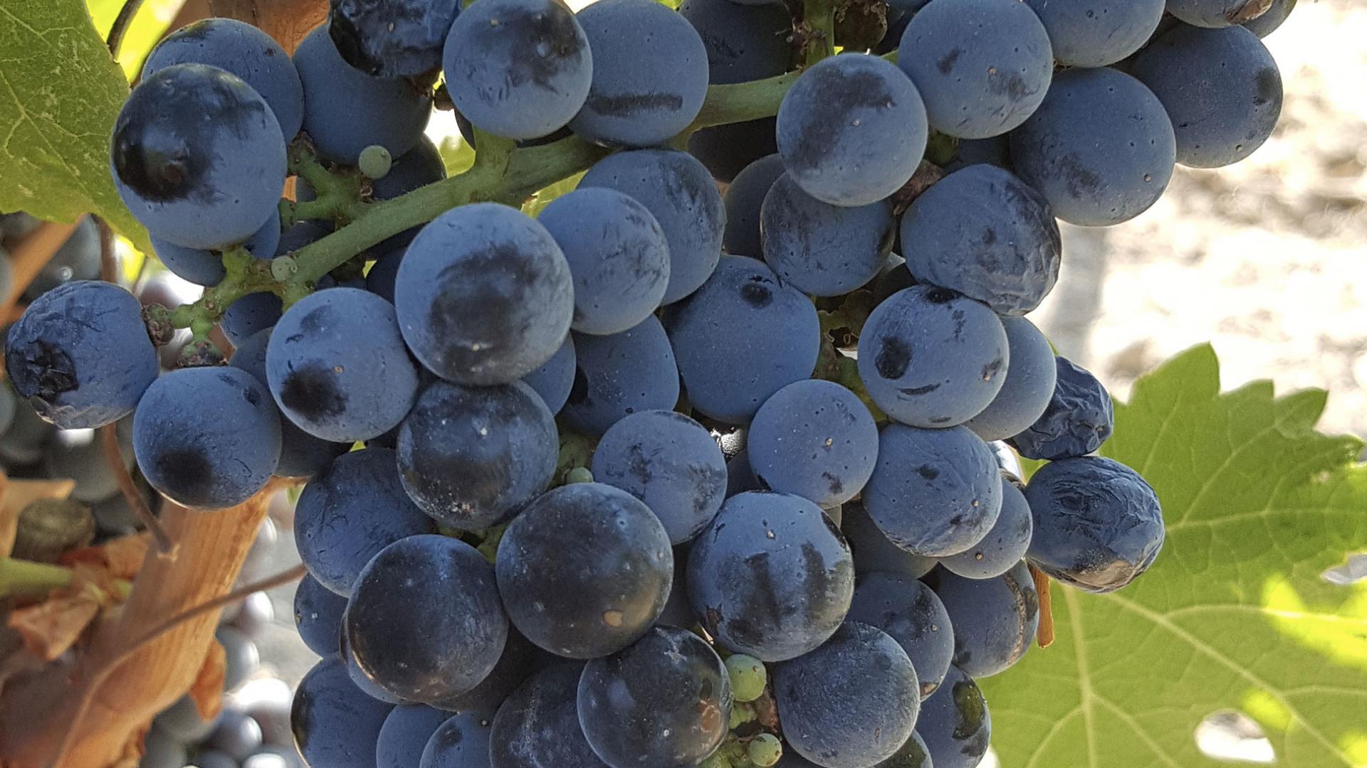 Cabernet Sauvignon Cabernet Sauvignon