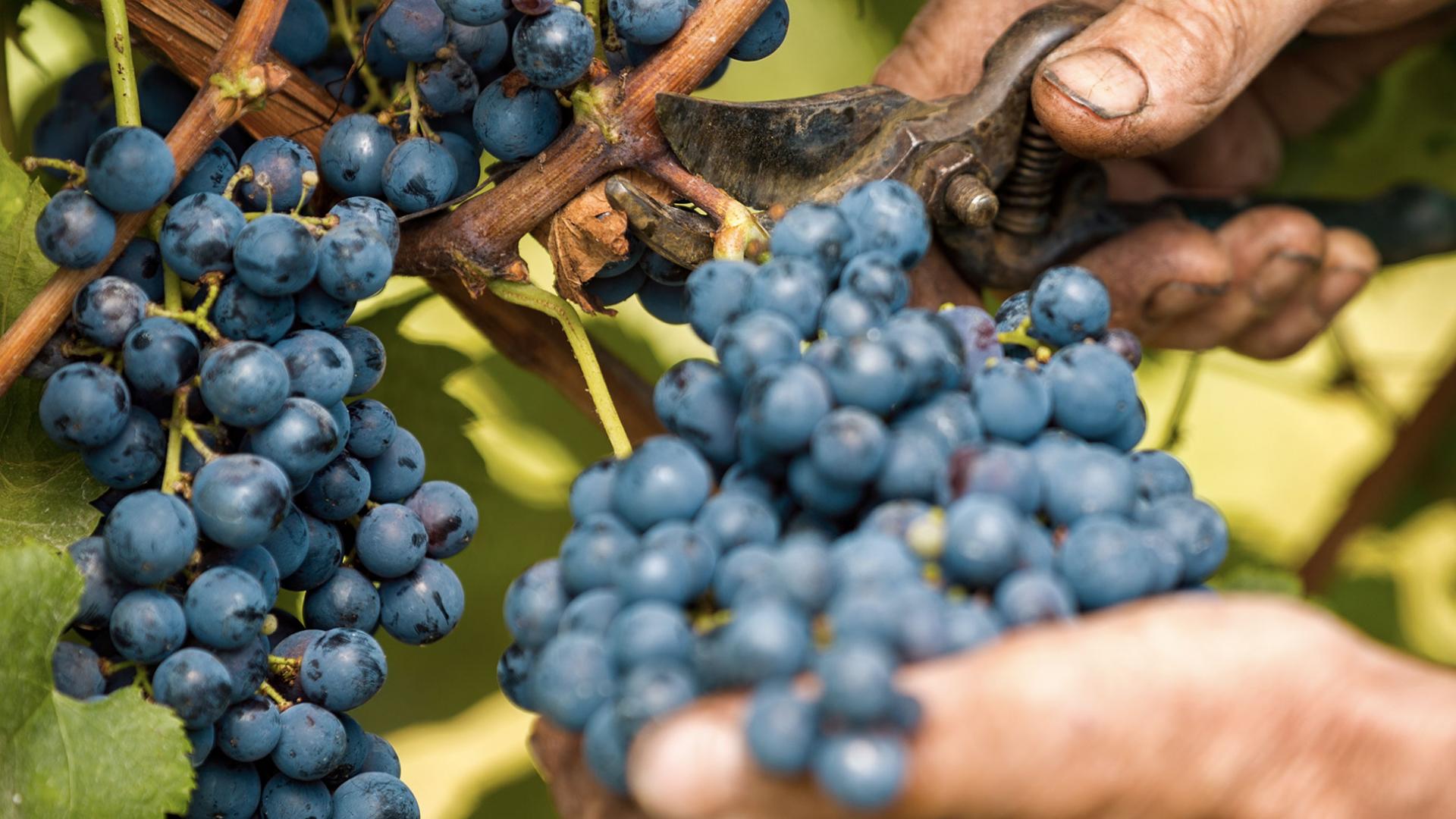 Nerello Mascalese Nerello Mascalese