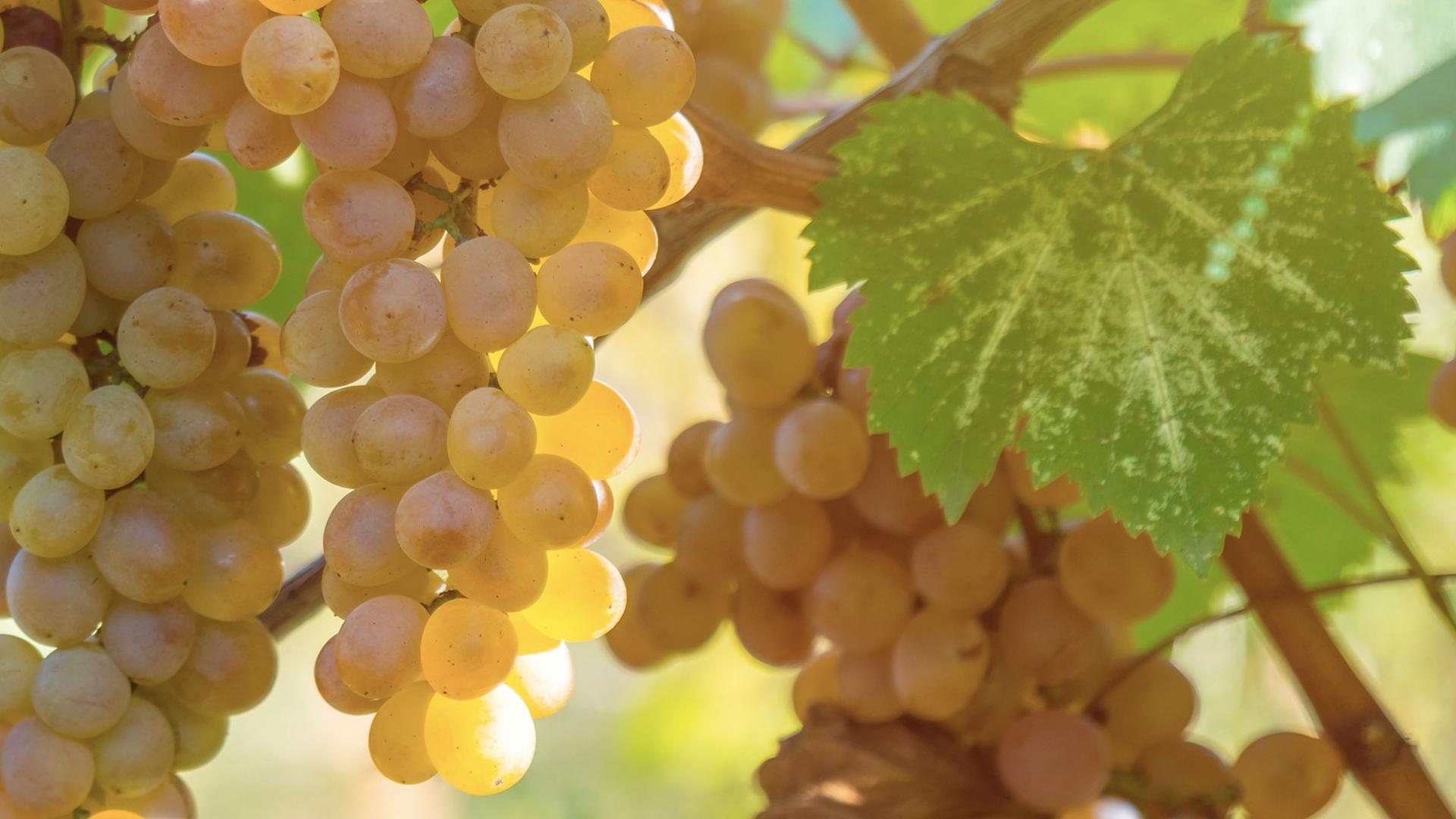 Viognier Viognier