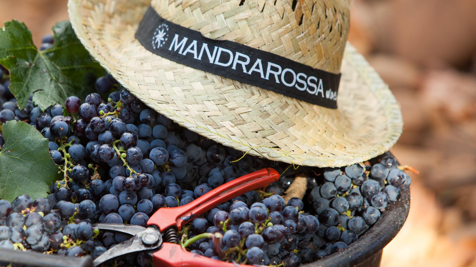 Harvest 2020: a year of quality for Mandrarossa Harvest 2020: a year of quality for Mandrarossa
