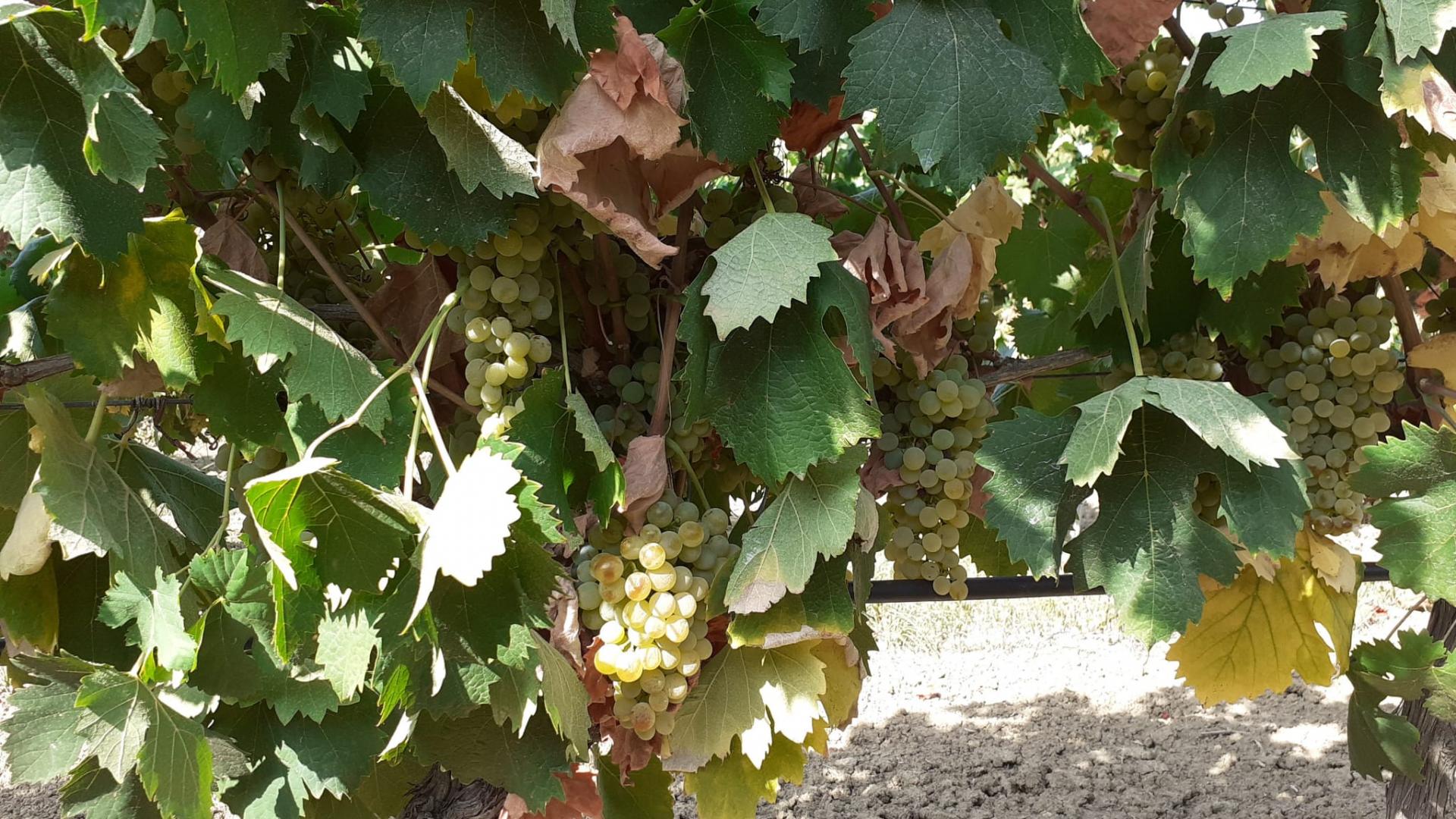 Vermentino Vermentino