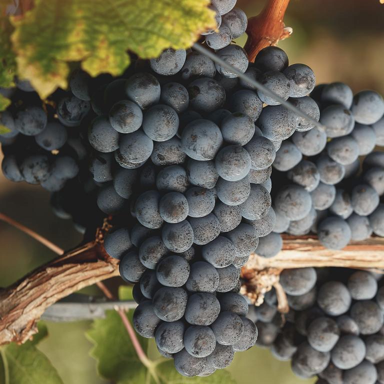 Cabernet Franc Cabernet Franc