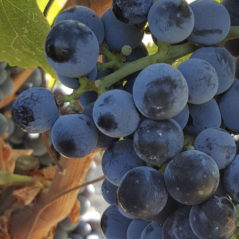 Cabernet Sauvignon Cabernet Sauvignon