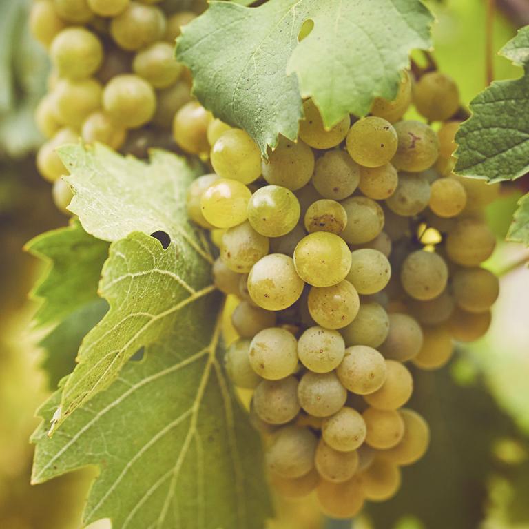 Carricante Carricante