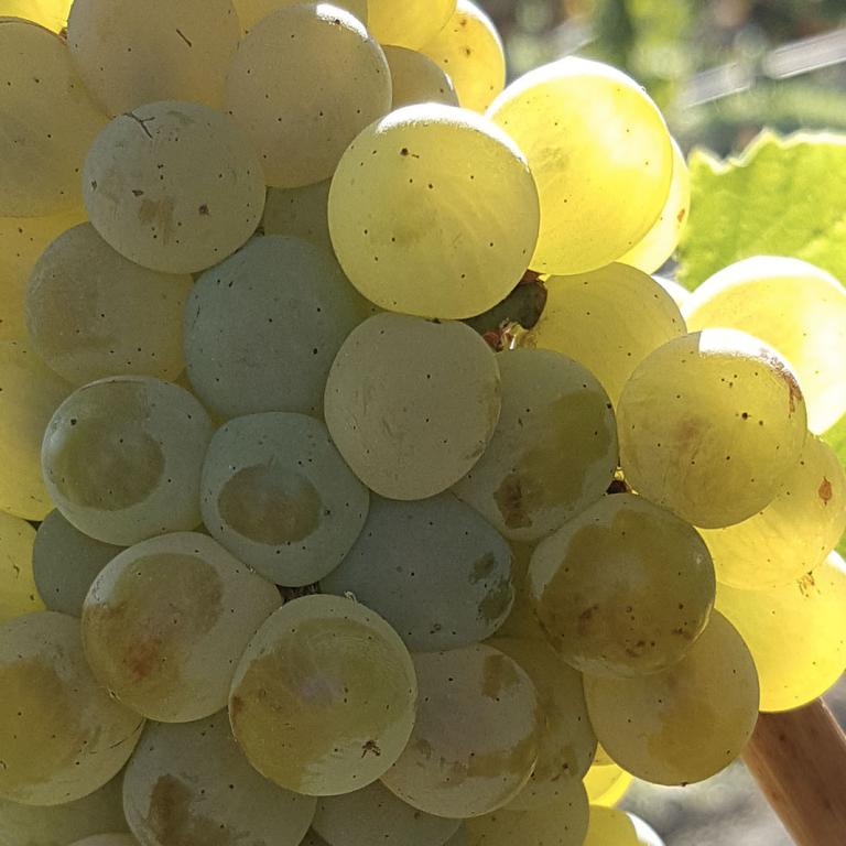 Chardonnay Chardonnay