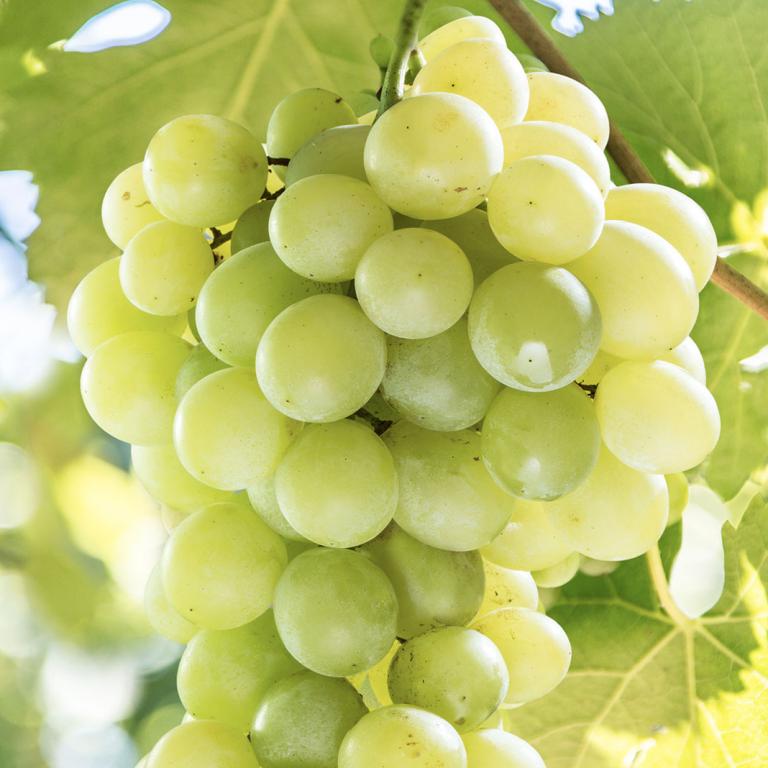 Chenin Blanc Chenin Blanc