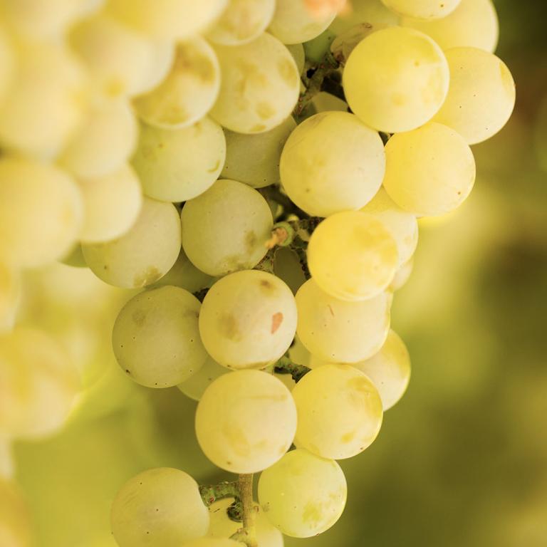 Fiano Fiano