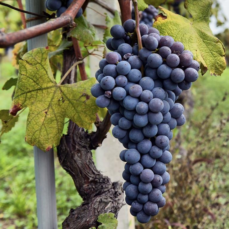 Merlot Merlot
