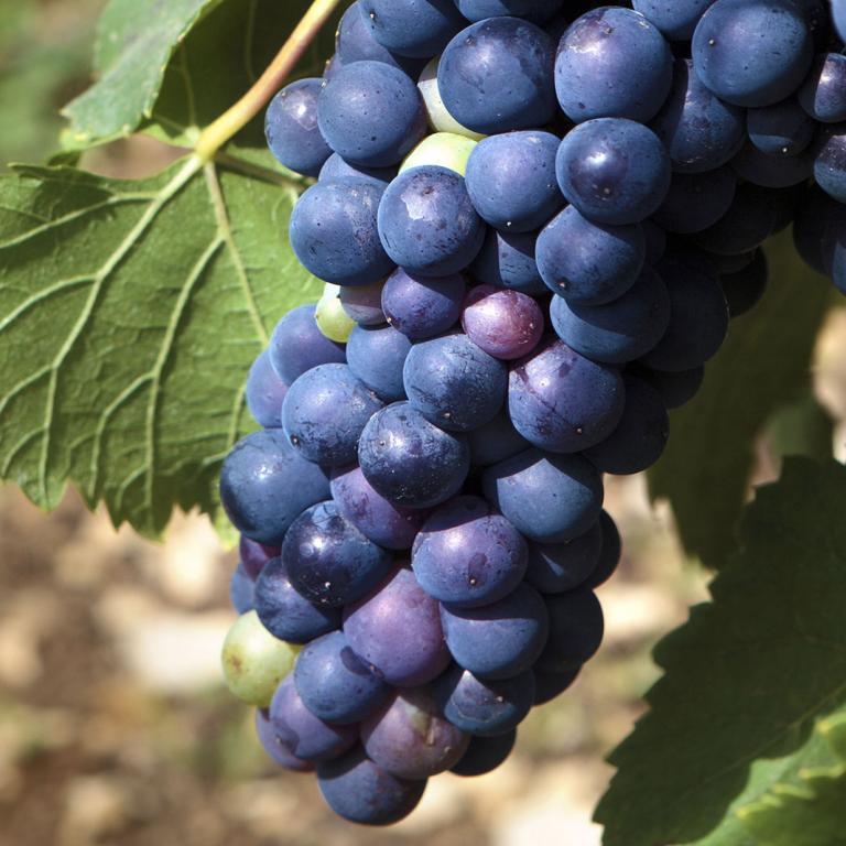 Petit Verdot Petit Verdot