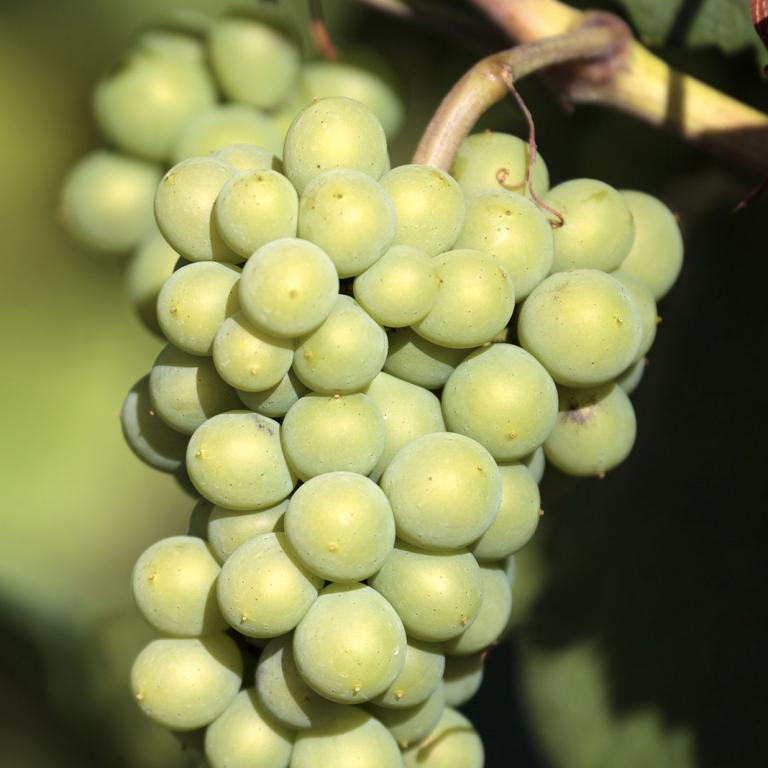 Sauvignon Blanc Sauvignon Blanc
