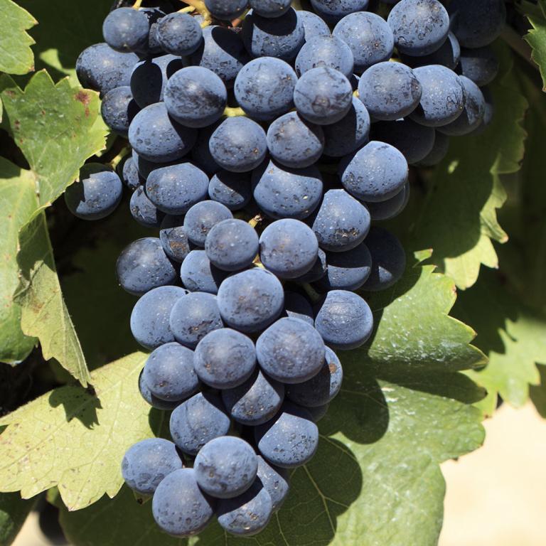 Syrah Syrah