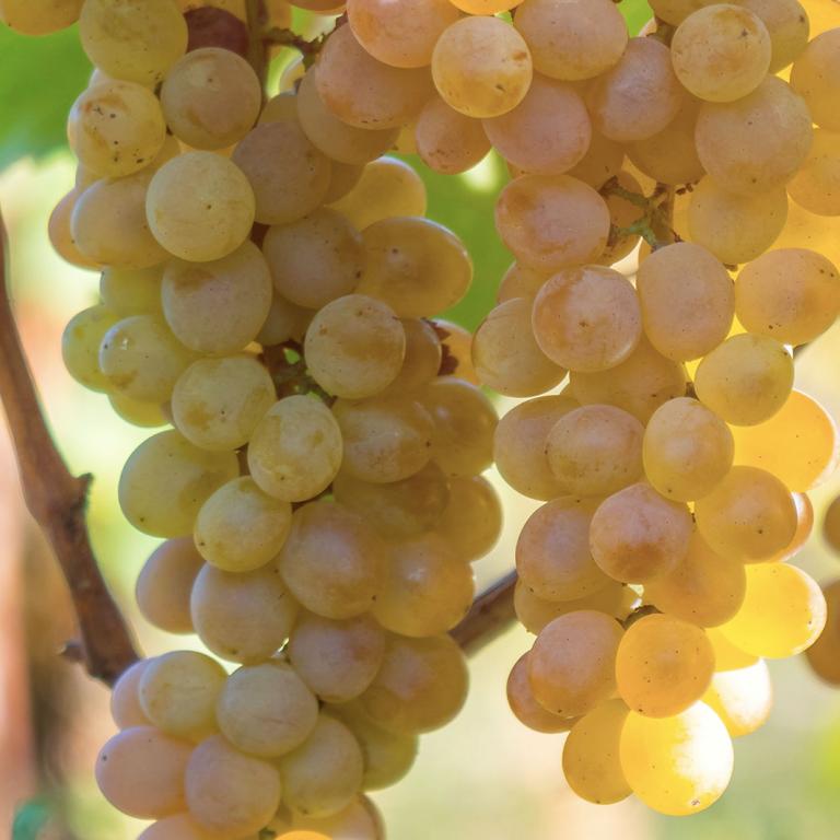 Viognier Viognier