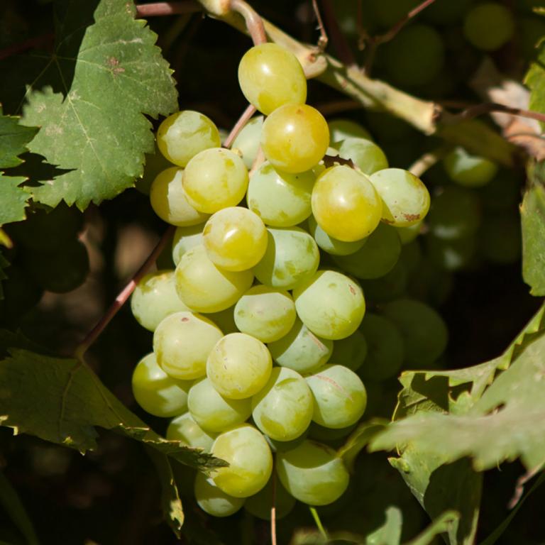 Zibibbo (Moscato d'Alessandria) Zibibbo (Moscato d'Alessandria)