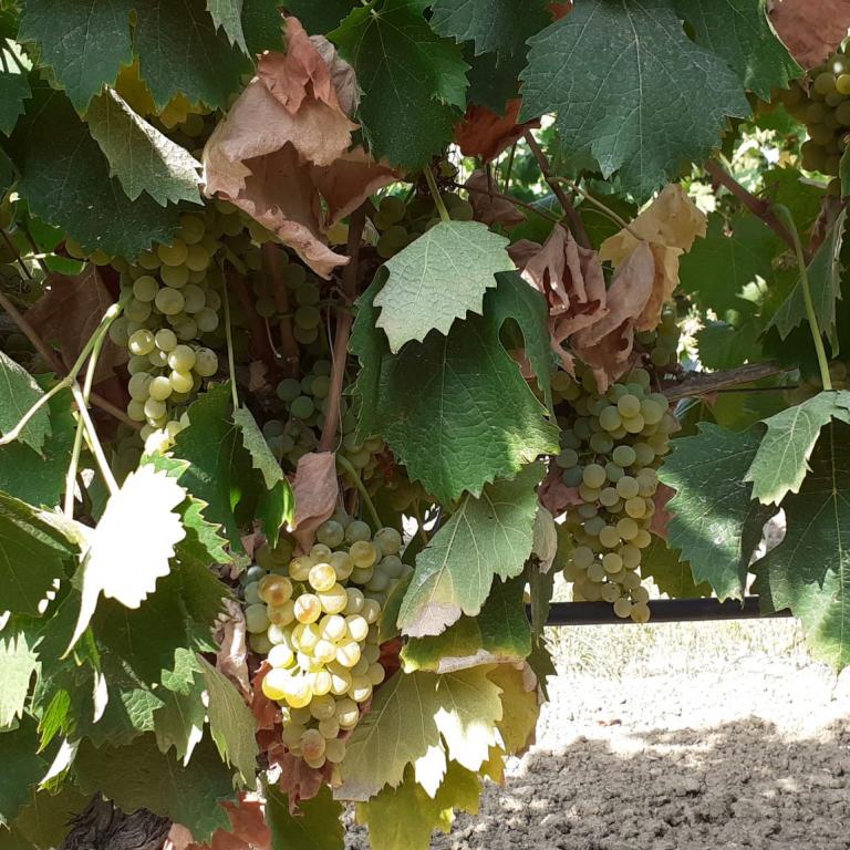 Vermentino Vermentino