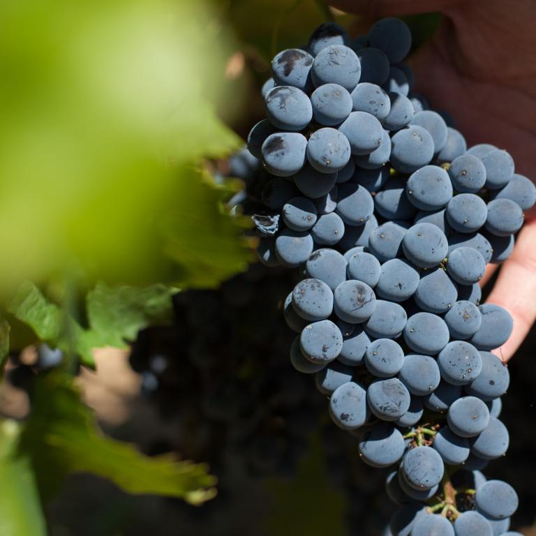Il Nero d'Avola secondo Mandrarossa  Il Nero d'Avola secondo Mandrarossa