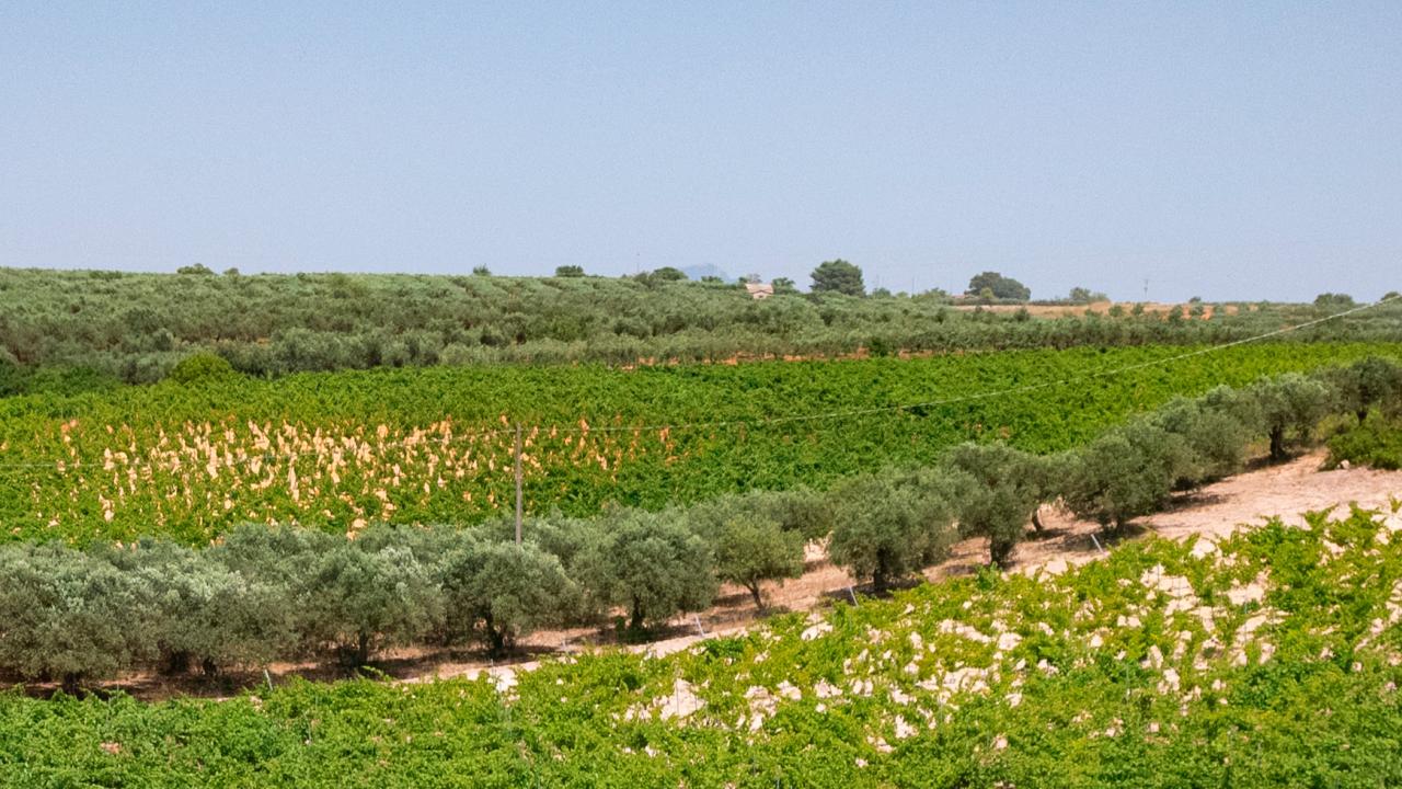 salaparuta vigneti