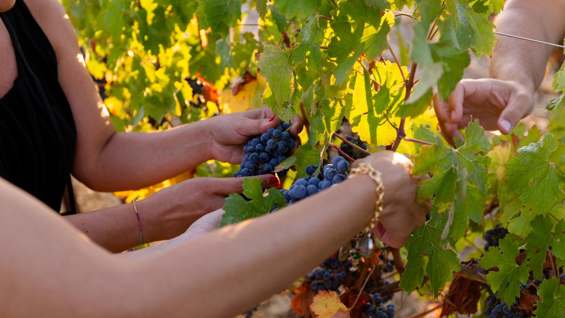 Vendemmia 2019: una produzione eccezionale