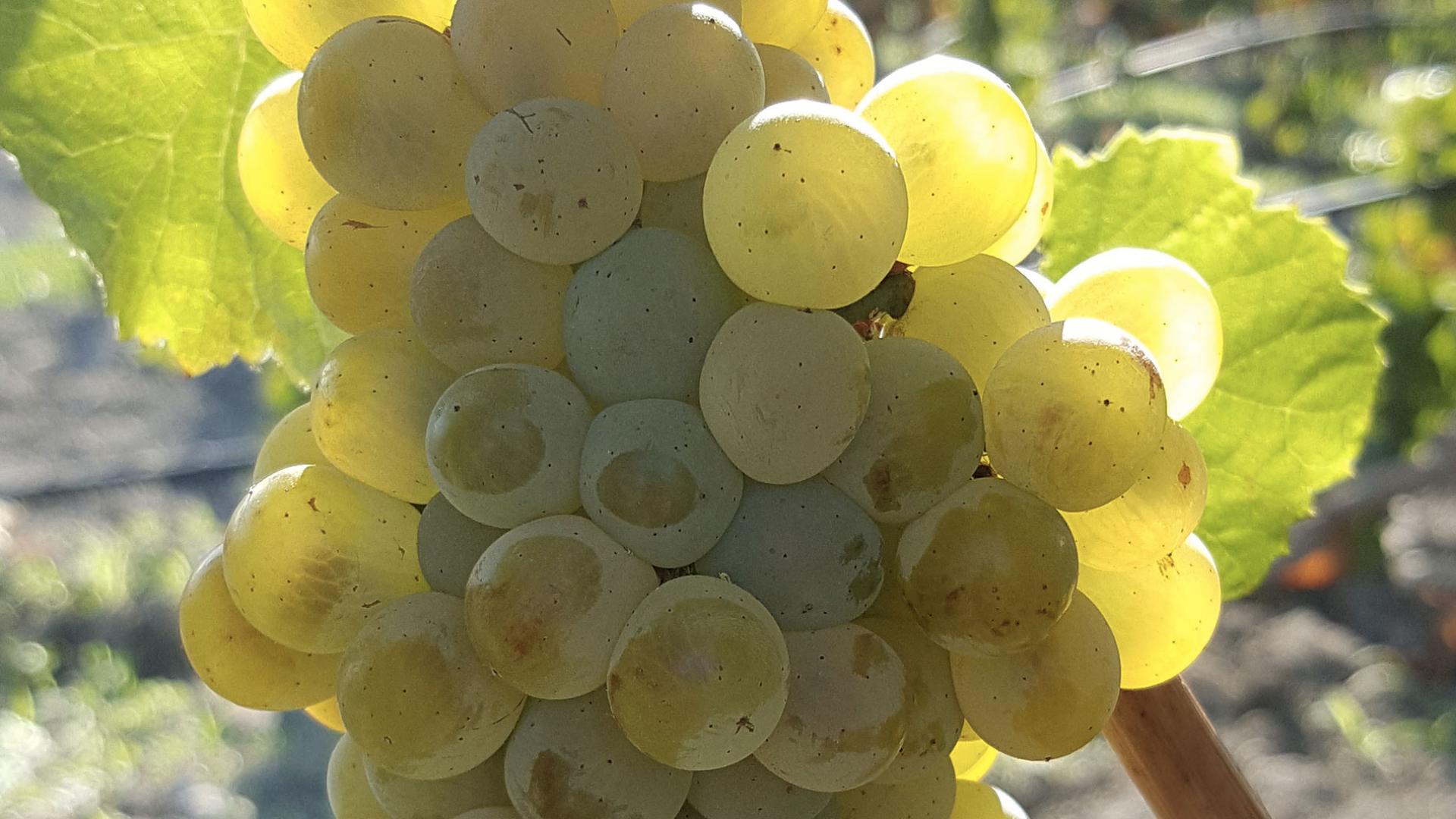 Chardonnay