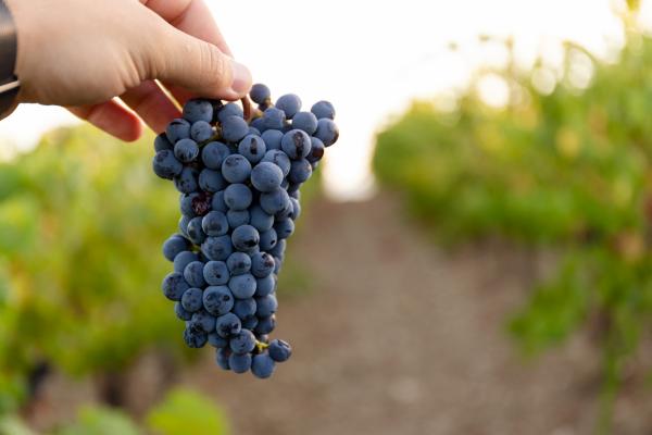 The SOStain Foundation is launched in Sicily: the President Giuseppe Bursi will represent the cooperatives 