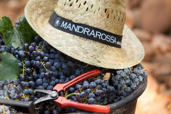 Harvest 2020: a year of quality for Mandrarossa